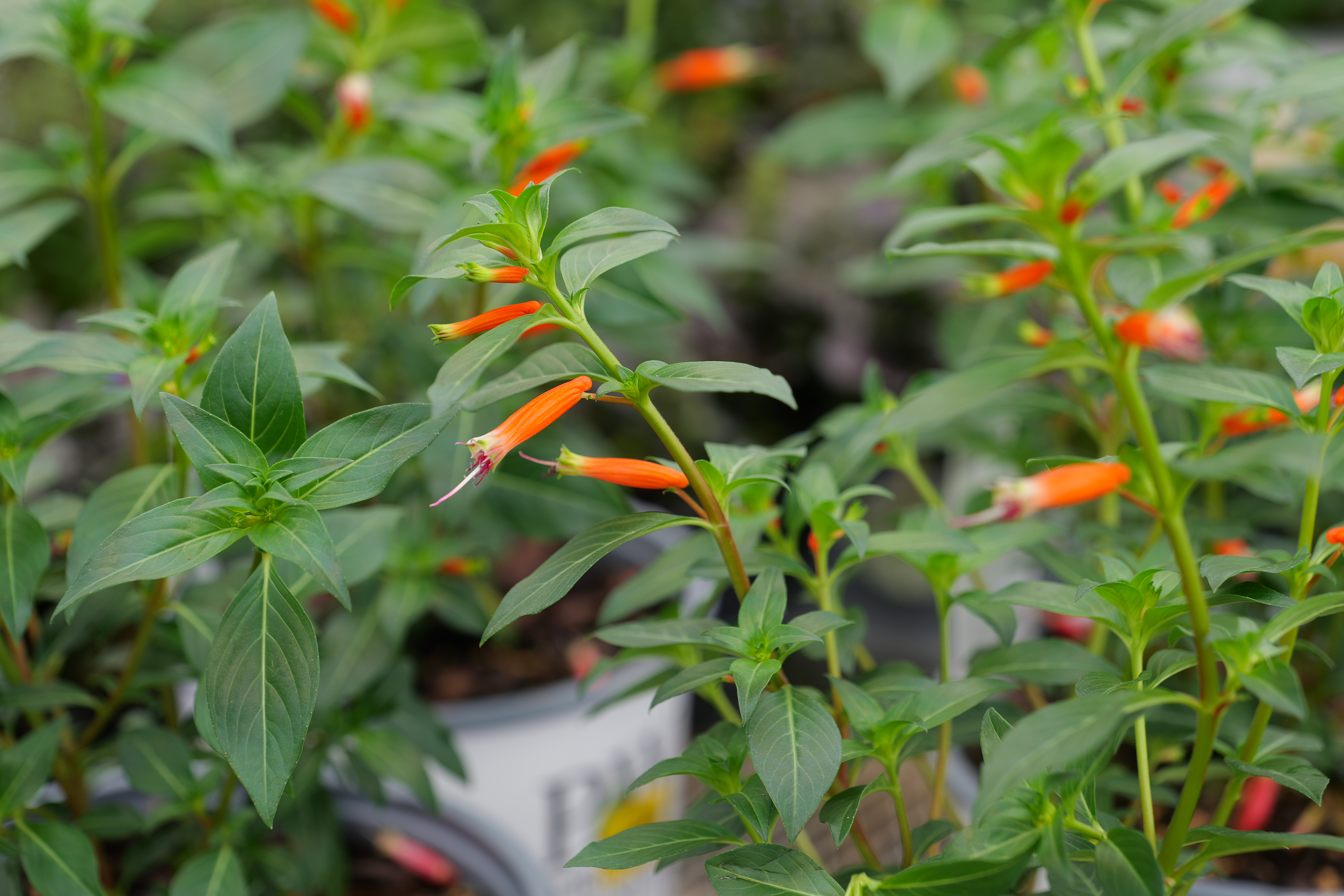 Hummingbirds love heat-tolerant Vermillionaire cuphea